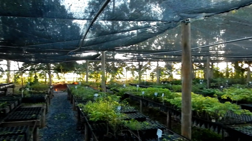 Como fazer mudas Viveiro Produção de